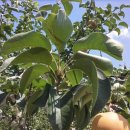 부춘농장 이미지