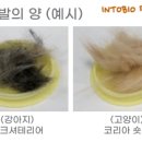 올바른펫 이미지