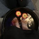 벤자롱 SPA