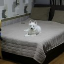 낮은굴뚝 애견펜션 이미지