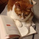 독서챌린지 몰입(하반기) | 2025 하반기 독서 결산📚