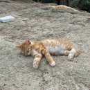 부흥부산물