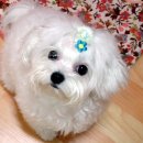 강아지 세상 이미지