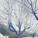 장어먹은족발집 네이버블로그