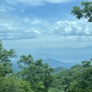 모노포레스트 이미지