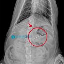 대치동물메디컬센터 이미지