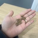 공유 | 무궁화 다이어트 솔직 감량 후기 공유