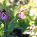 다년생으로 땅에서 자라는 우아한 올키드 : ﻿Cypripedium 'Gisela'(Lady's Slipper Orchid) 이미지