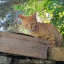 상신리코코네 이미지