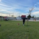 워킹애니멀스쿨 이미지