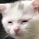 동안고등학교 | [웹드라마] 웹툰 원작 <연애혁명> 간단후기 (박지훈×이루비)