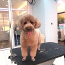 그루밍공화국 이미지