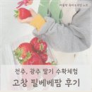 필베베팜 | 고창 필베베팜 : 전주 광주 딸기 체험 후기