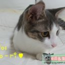 낭만고냥이 이미지