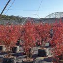 블루베리 농장 견학 이미지