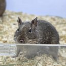 특별한동물가게 평택점 이미지