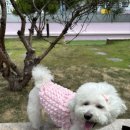 댕스잇 | 대구/범어동/강아지 수제간식, 옷가게 '댕스잇'🐩