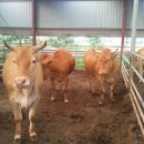 석암농장 이미지