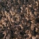 수안보농장 이미지