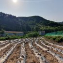 광영농장 이미지