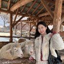 11650-17-32-9 | 대관령양떼목장 주차 할인 먹이체험 커플데이트 후기