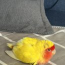 서울 베스트 동물병원 | 서울 앵무새 동물병원 오석헌 동물병원 후기,예약(모란앵무 다모낭증?)