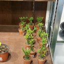 풍란 | 가게 분즈에서는 2+1 행사를 자주 해요! 식물킬러가 골풀, 풍란, 피시본, 립살리스 행잉 4개 구입한 후기.