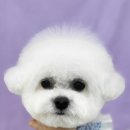 MUNG MOO 이미지