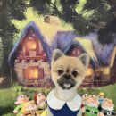 꽁꼼하개 이미지