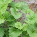 산야초밥상 이미지