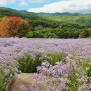 영신숲 외 가로수길 | 경북 안동 문경 가볼만한곳 개미취 명소 문희농원 외 2곳 축제정보