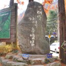 대전 장태산 메타세쿼이아 단풍 숲 이미지