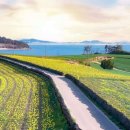 2025년 섬 수선화축제 | 신안 선도 수선화 축제, 섬 전체가 노랗게 물든 이색 꽃섬 이야기