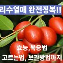 보리수열매 완전정복! 효능, 복용법, 고르는 법, 보관방법, 가격까지