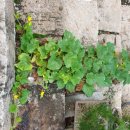 금산분재펜션 이미지