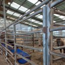 엘크사슴 이미지