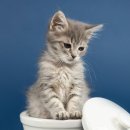 펫아미 강아지분양 고양이분양 동탄점 이미지