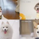 펫미픽미 이미지