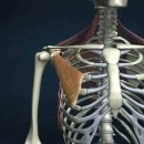 흉대 (pectoral girdle) 이미지