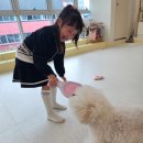 뽀도독 애견카페 이미지