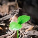 새싹피티 이미지