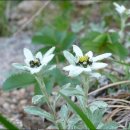 제 280차 설악산 공룡능선(강원 양양) 무박 정기산행(2010. 5. 22, 토) 이미지