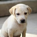 나리울 동물병원 이미지