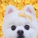 센트럴 펫살롱 이미지