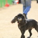 쁘띠퍼피 이미지