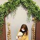 퍼피포레스트 이미지