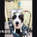 미용특공대 | (수원, 강아지, 고양이, 애견미용, 추천!) 미용특공대 수원 미용특공대, 합리적인 가격