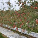 태송농원 이미지