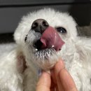 프로지스 | [강아지 간식] 영국에서 온 강아지 요거트 프로지스 :: 봄이 급여후기 (내돈내산 협찬x)