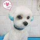 수락 동물병원 | 상계동 노원구 애견미용 말티즈 미용, 염색 수락동물병원에서
